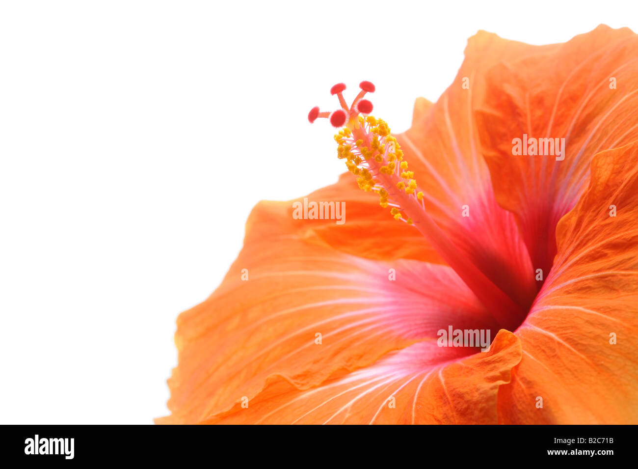 Orange Hibiscus (Hibiscus), blühen Stockfoto