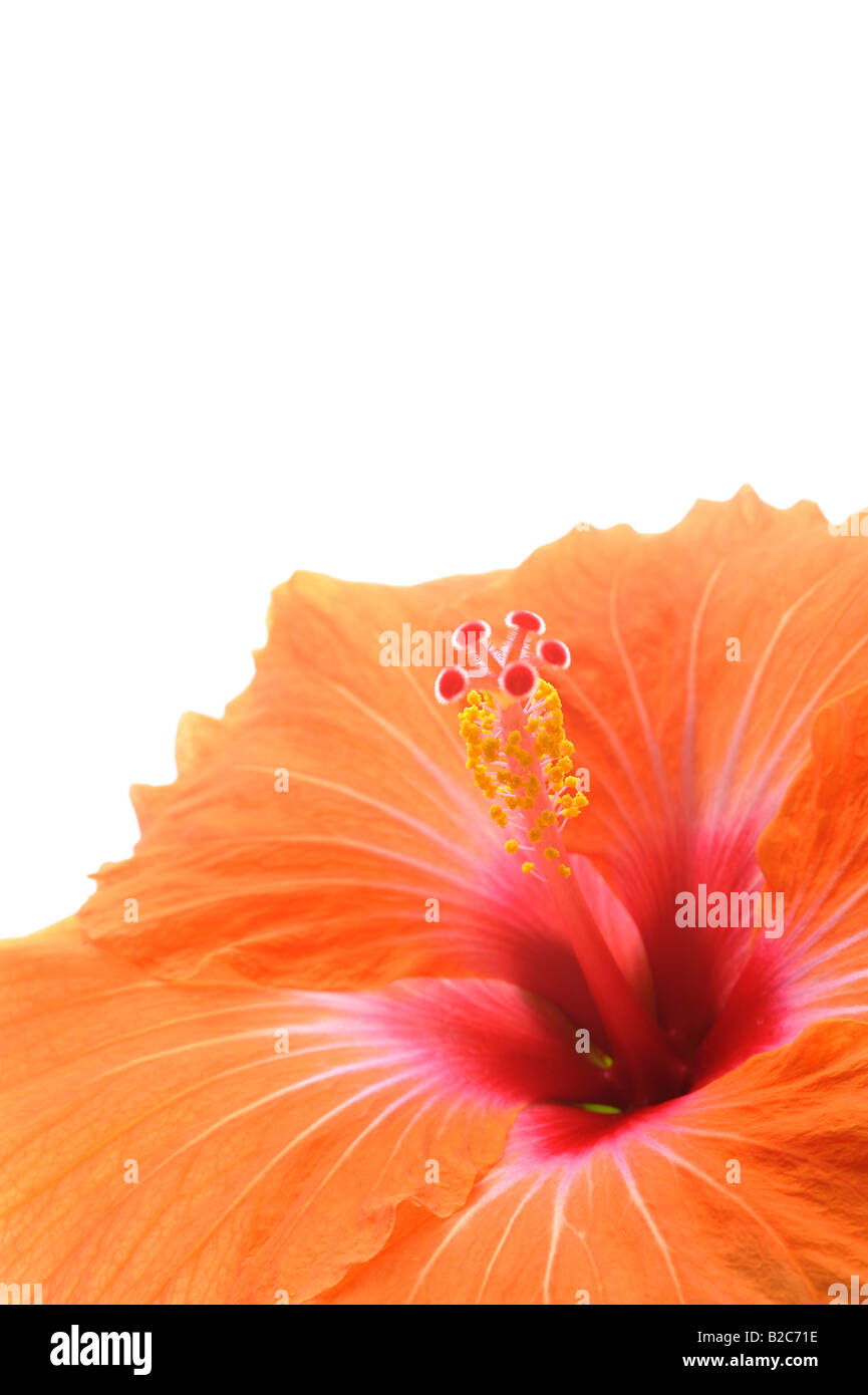 Orange Hibiscus (Hibiscus), blühen Stockfoto