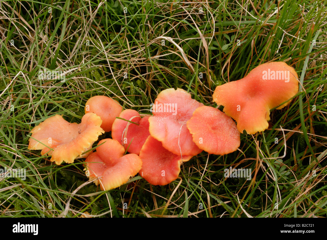 Becher Waxcap Pilze Hygrocybe Eierschwämmen in Grünland UK Stockfoto