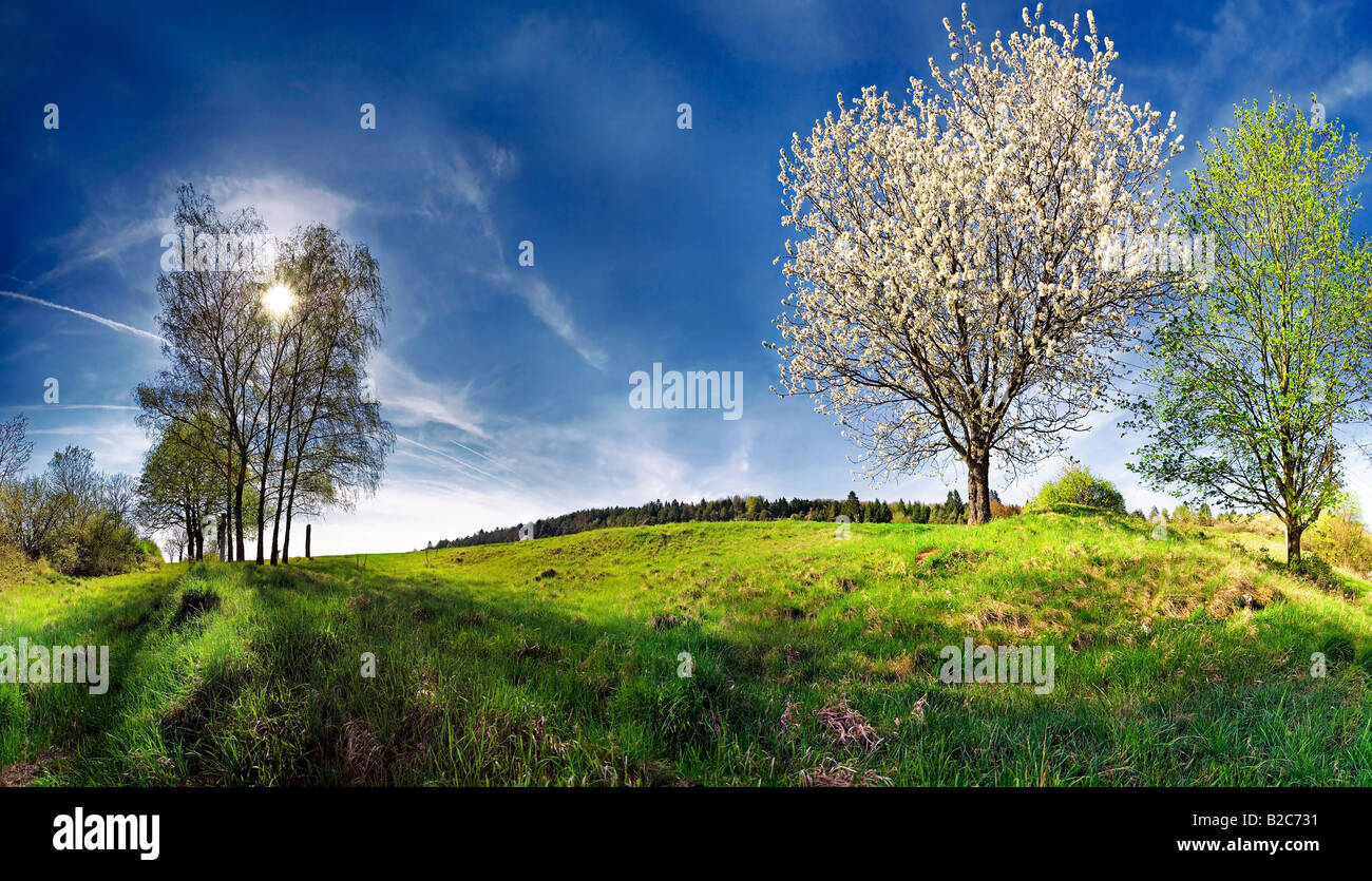 Blühender Apfelbaum (Malus) und Birken (Betula) auf einer saftig grünen Frühlingswiese Stockfoto