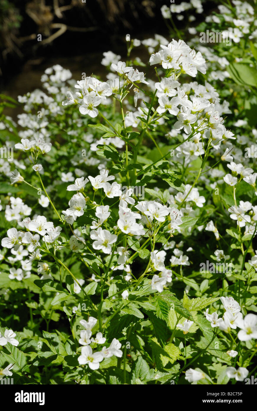 Blüten weiß Kresse (Kapuzinerkresse Officinale, Kapuzinerkresse