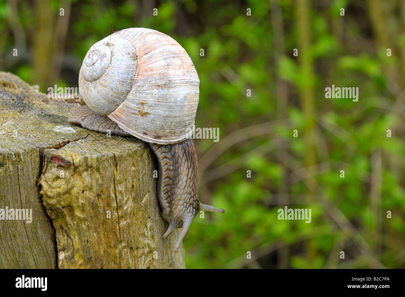 Burgunder Schnecken, Roman Snail (Helix Pomatia) Stockfoto