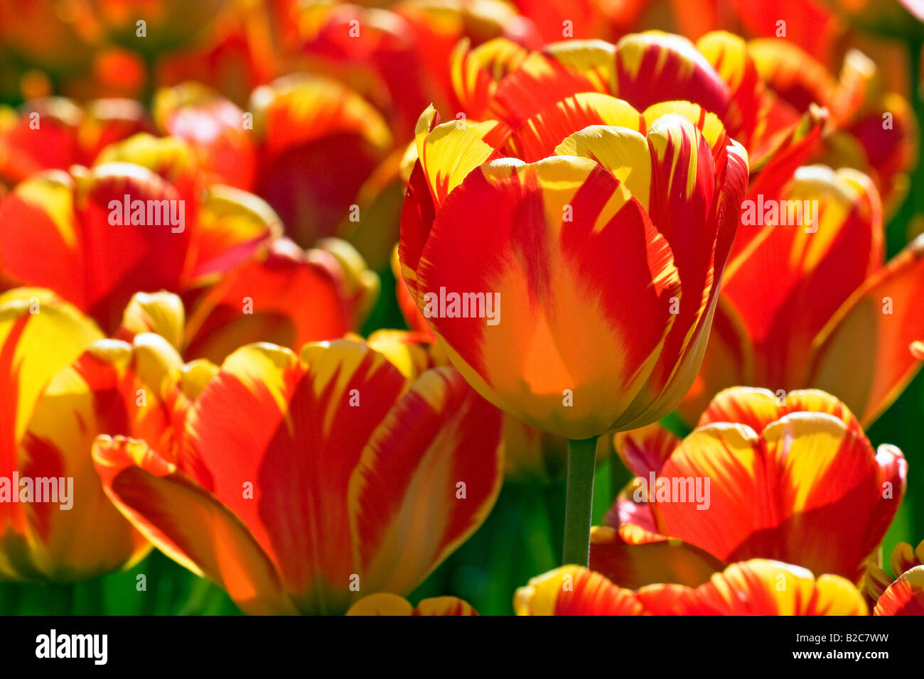 Rot-gelb Darwin-Hybrid-Tulpen (Tulipa Sorte), Arten Banja Laka Stockfoto