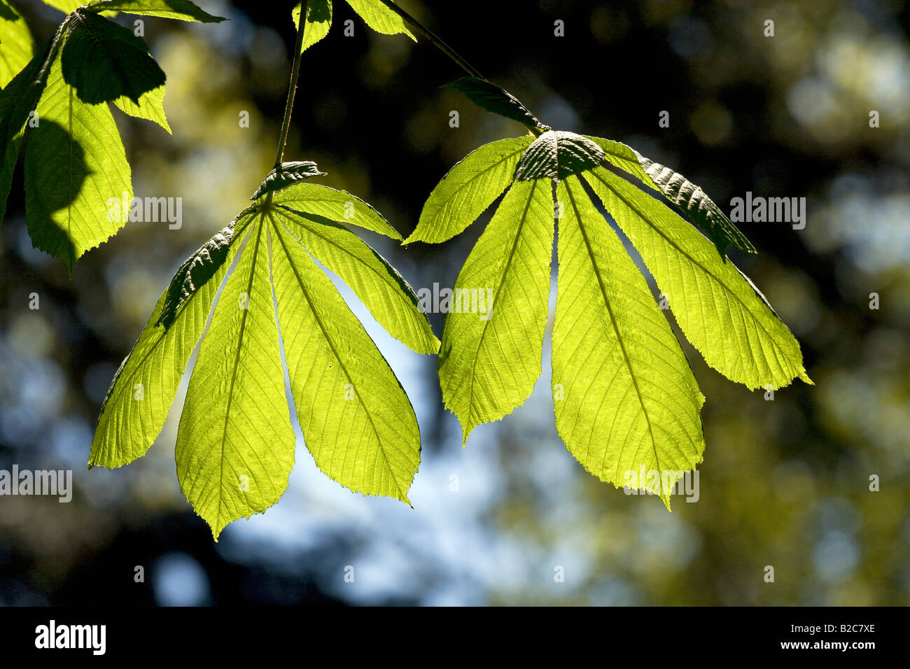 Rosskastanie oder Conker Baum (Aesculus Hippocastanum), Baum mit Frühling Wachstum, hinterleuchtete Blättern, sichtbare Blattadern Stockfoto