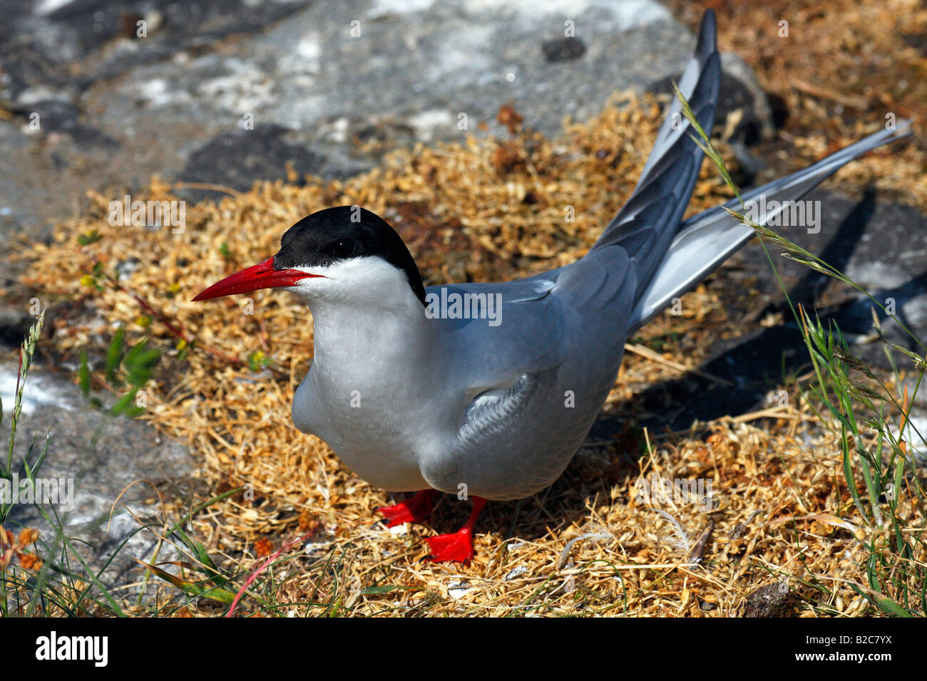Küstenseeschwalbe (Sterna Paradisaea) in Verschachtelung Bereich, Schleswig-Holstein Nationalpark Wattenmeer, Nordseeküste Stockfoto