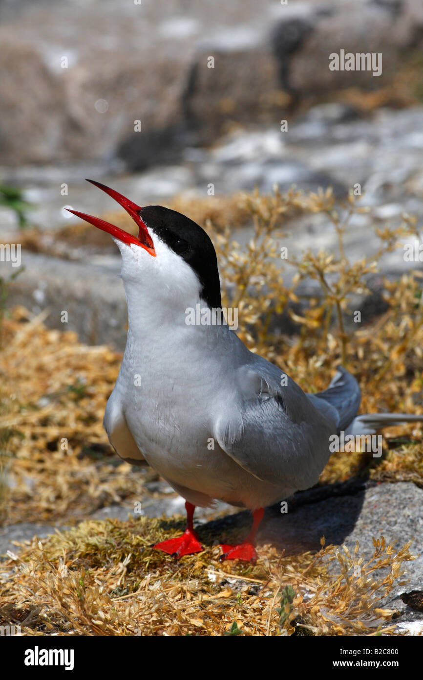Küstenseeschwalbe (Sterna Paradisaea) in Verschachtelung Bereich, Schleswig-Holstein Nationalpark Wattenmeer, Nordseeküste Stockfoto