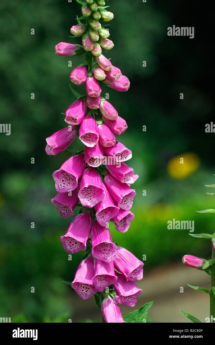 Lila Fingerhut (Digitalis Purpurea), Heilpflanze, giftige Pflanze Stockfoto