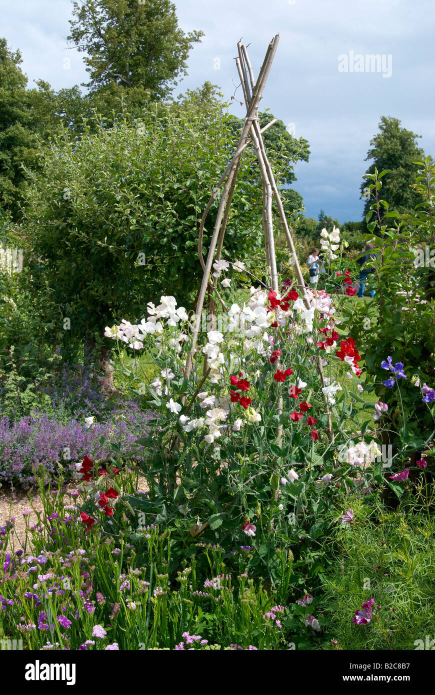Traditioneller englischer Garten mit süßen Erbsen wachsen auf eine Hasel Stock Wigwam. Stockfoto
