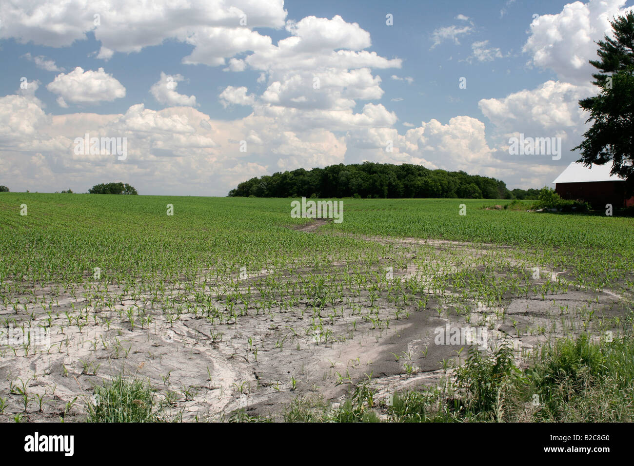 Feld-Erosion und Verschlammung, verursacht durch übermäßige Regenfälle Stockfoto