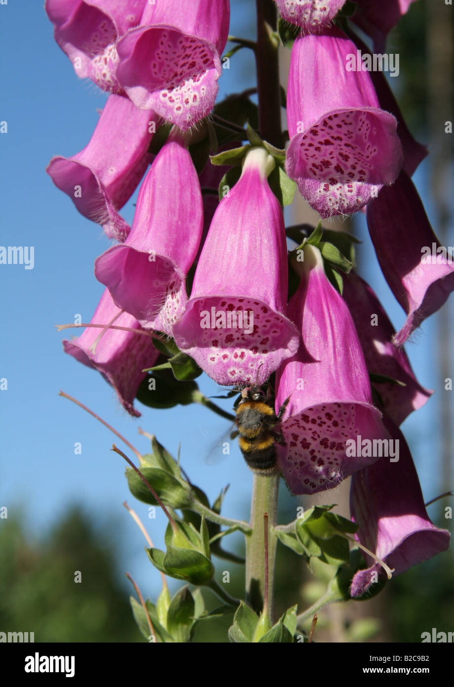 Fox Handschuh Digitalis Purpurea im Schwarzwald Stockfoto