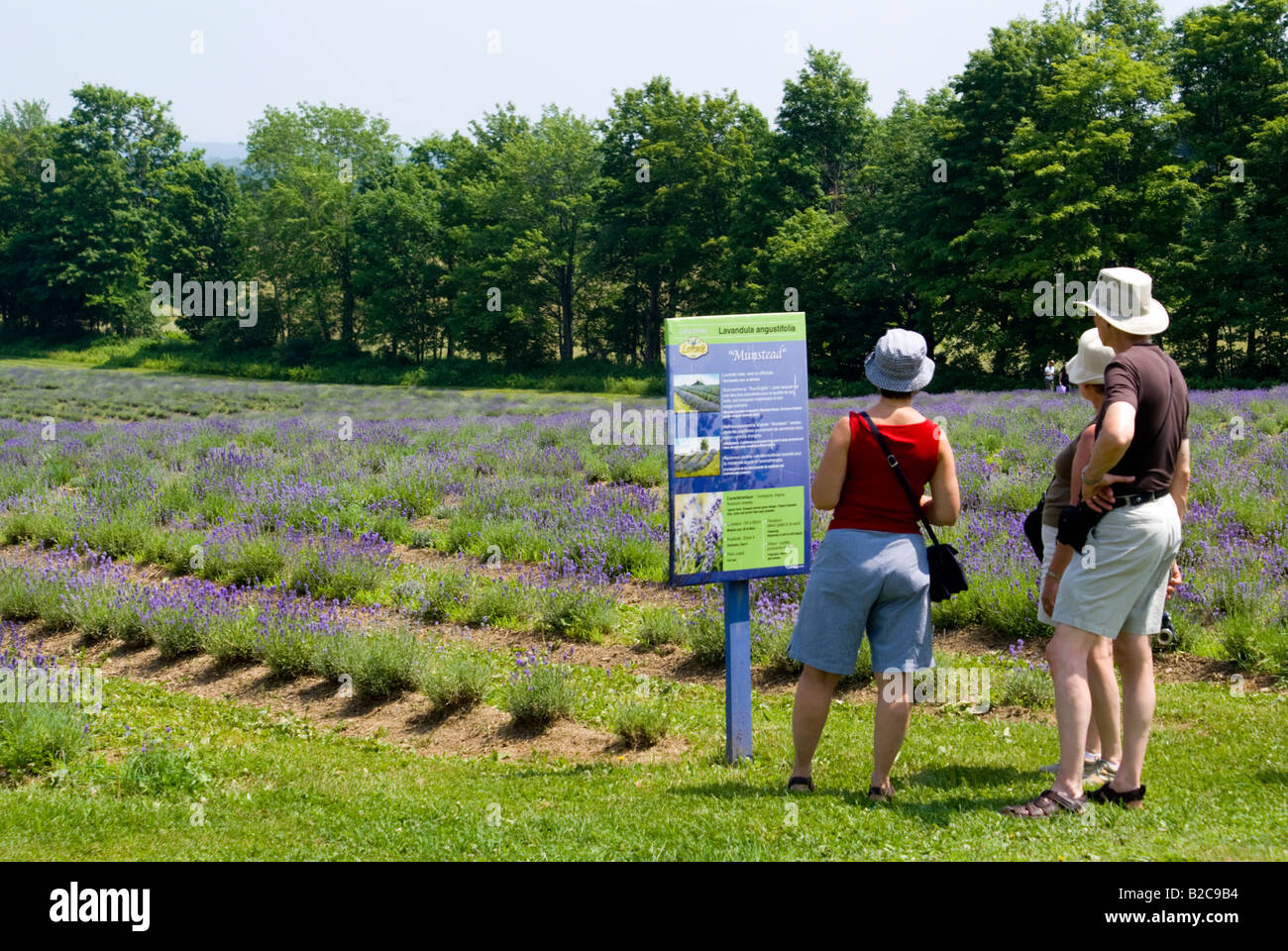 Bleu Lavande Lavendel Bauernhof Quebec Stockfoto