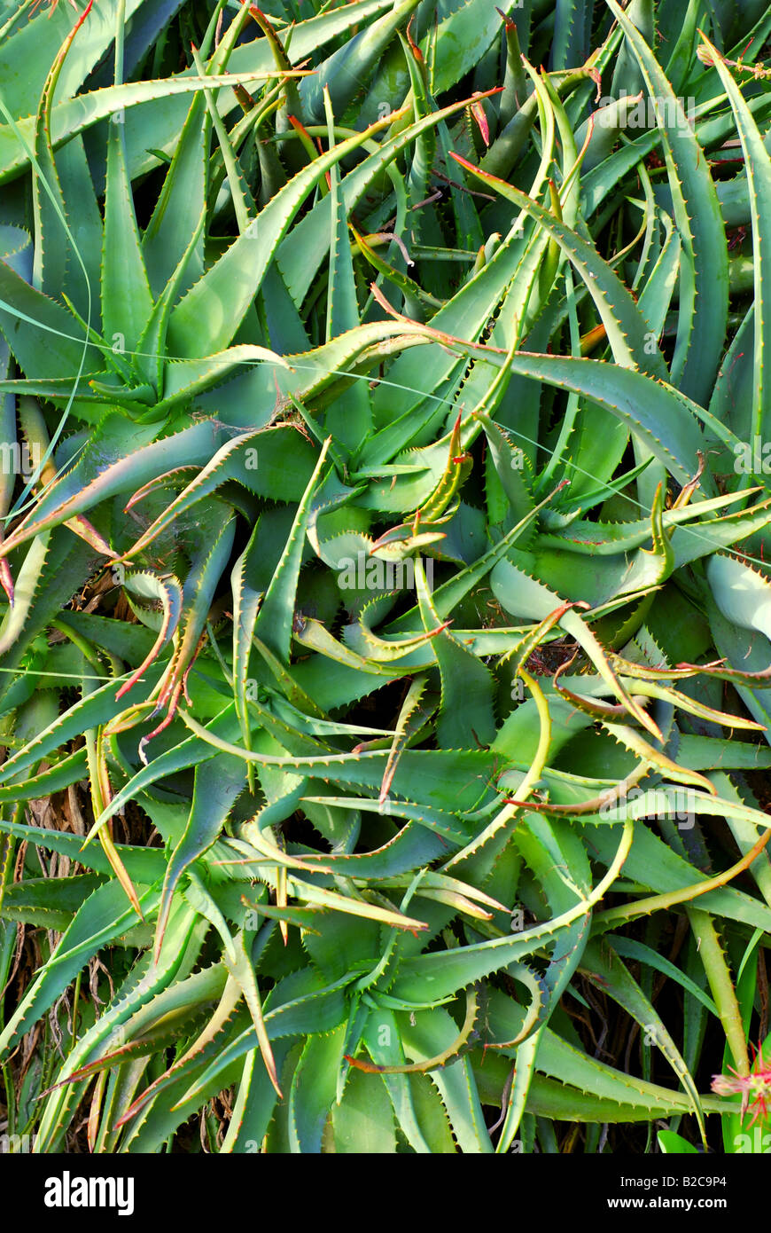 Alten Aloe Vera-Pflanze wchst in einem Garten in Kalifornien  Stockfotografie - Alamy