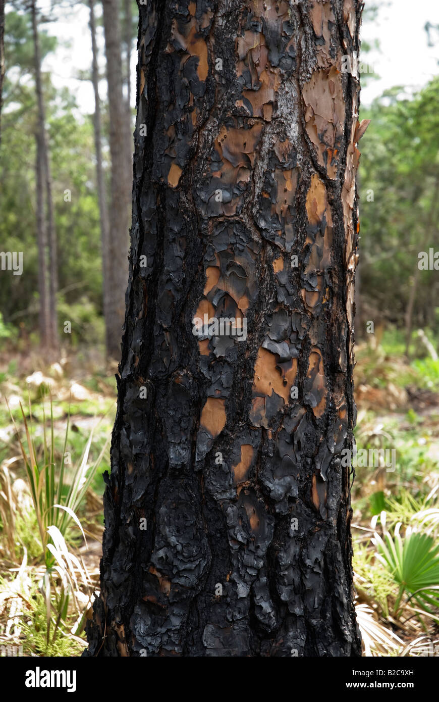 Feuer verwüsteten Longleaf Pine Wald und Sägepalme Unterwuchs North Florida Stockfoto