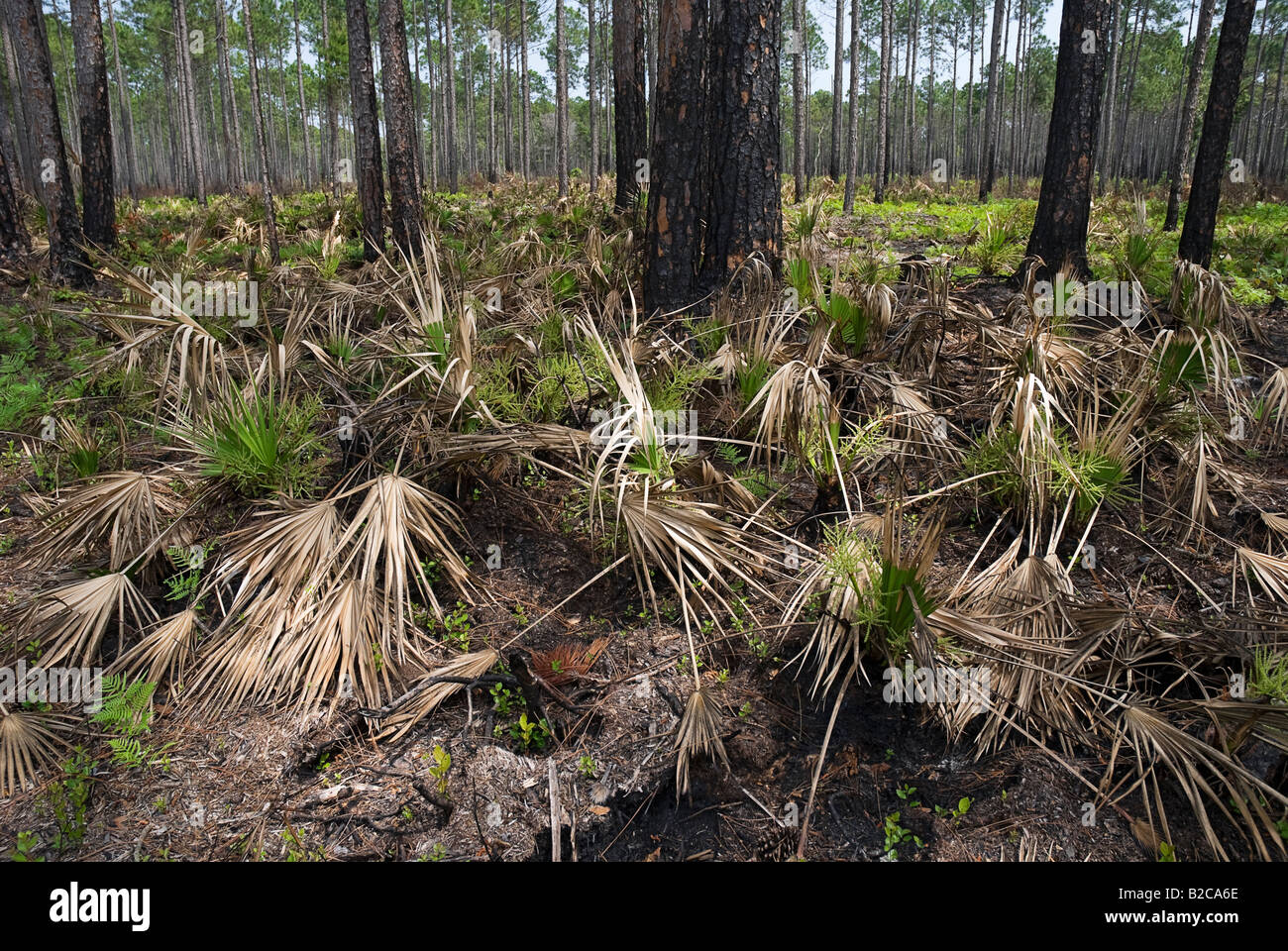 Feuer verwüsteten Longleaf Pine Wald und Sägepalme Unterwuchs North Florida Stockfoto