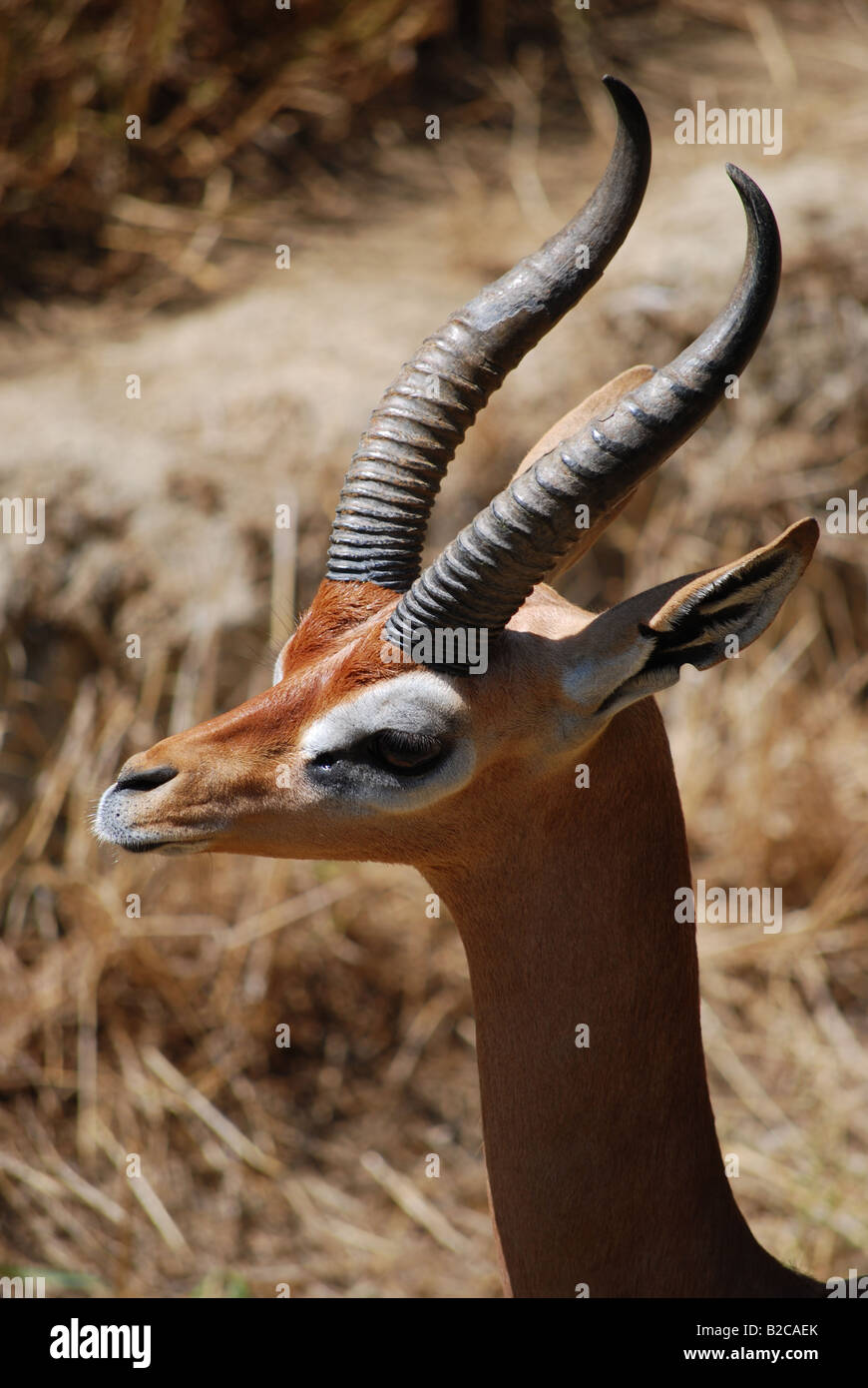 Männliche Gerenuk (Litocranius Walleri) Stockfoto