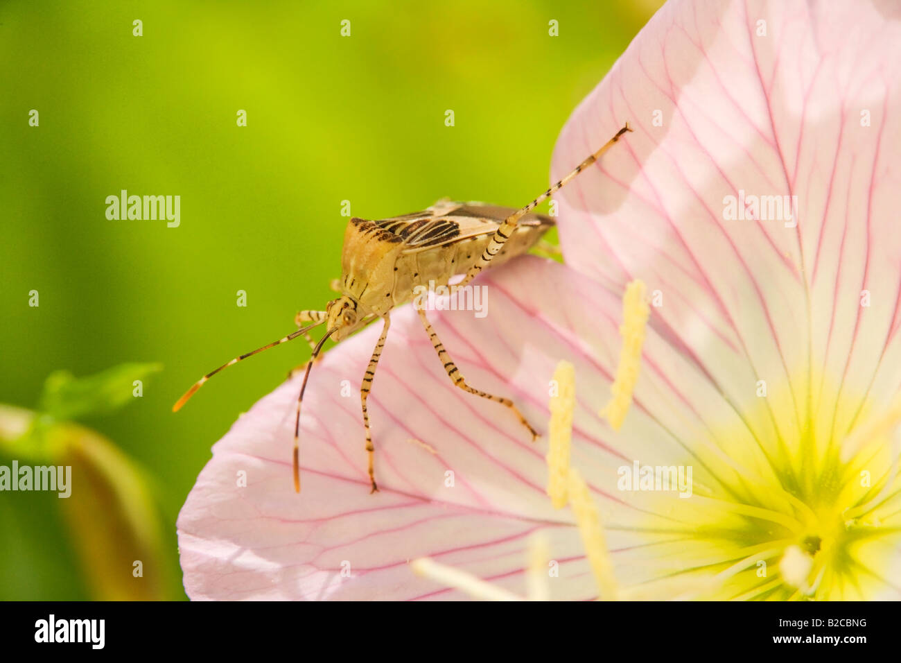 True-Bug ist in den sehr großen Familie von Hemiptera. Stockfoto