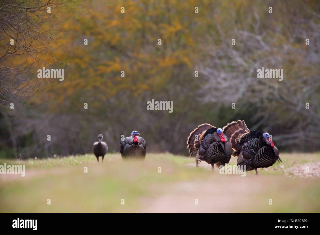 Wilder Truthahn Stockfoto