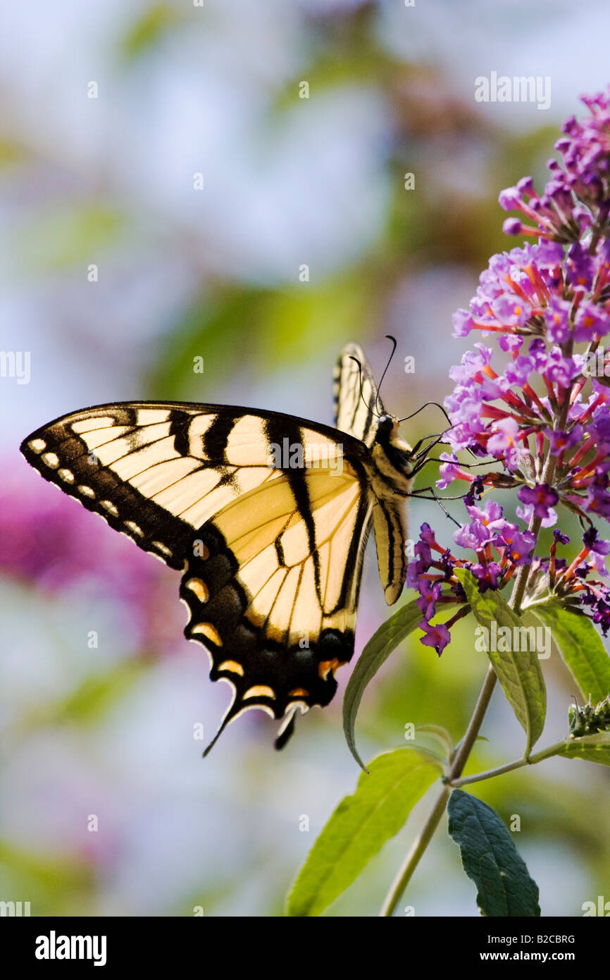 Östliche Tiger Schwalbenschwanz Schmetterling auf lila lila Blume Stockfoto