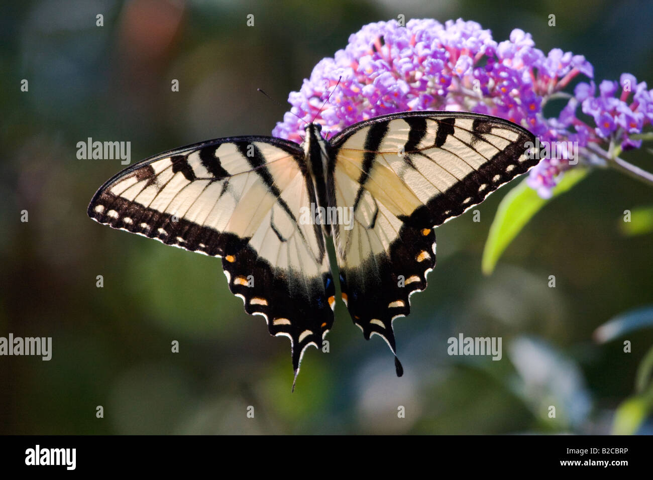 Östliche Tiger Schwalbenschwanz Schmetterling auf lila lila Blume mit Flügeln Stockfoto