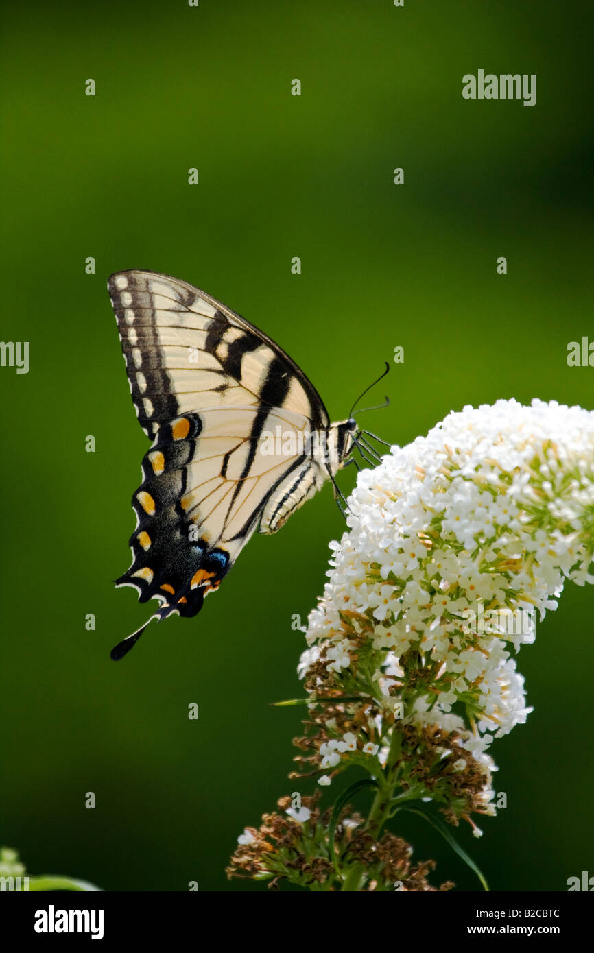 Eartern Tiger Schwalbenschwanz Schmetterling auf weißen lila Blume mit Flügeln Stockfoto