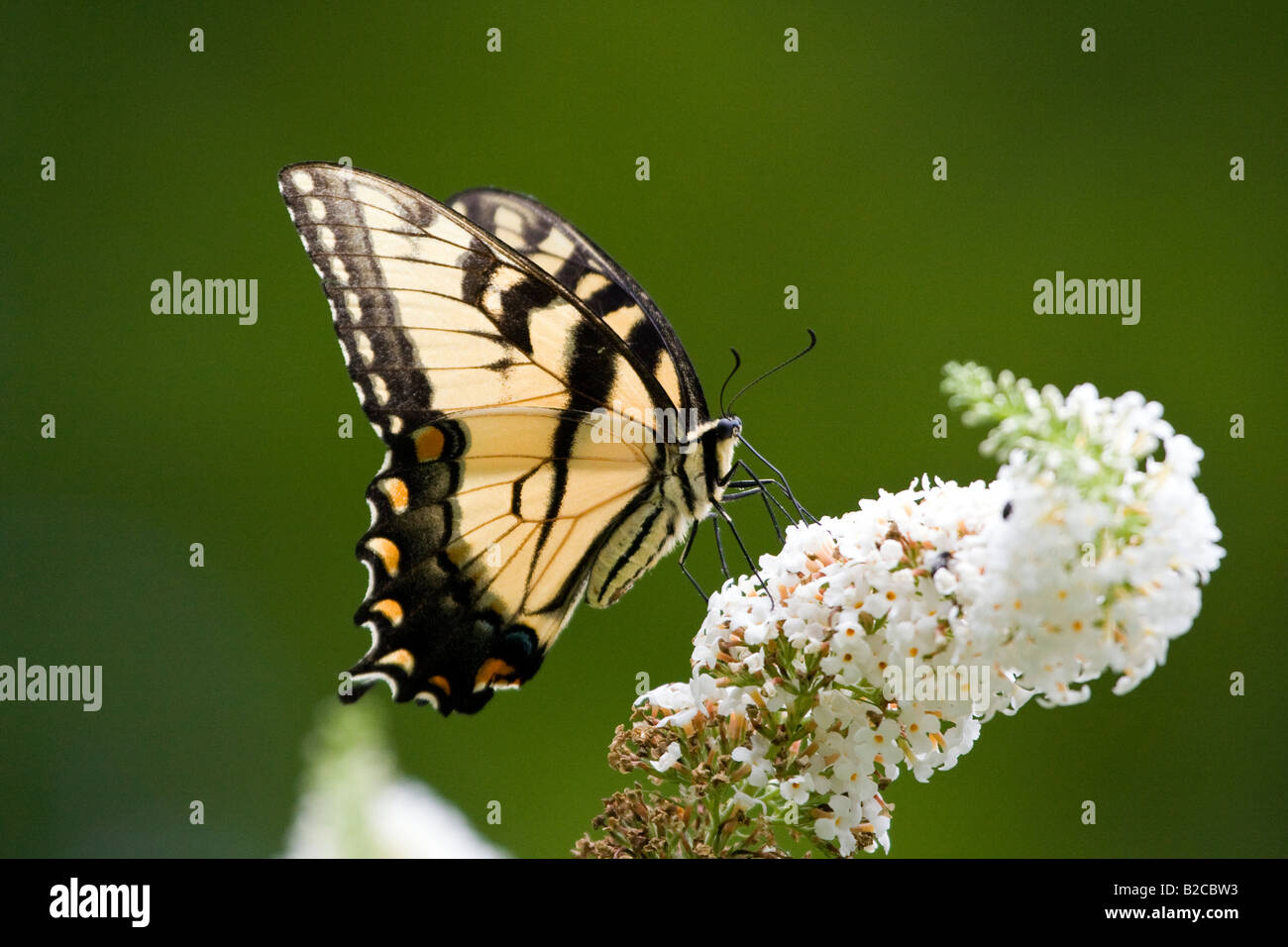 Östliche Tiger Schwalbenschwanz Schmetterling auf weißen lila Blume mit Flügeln Stockfoto