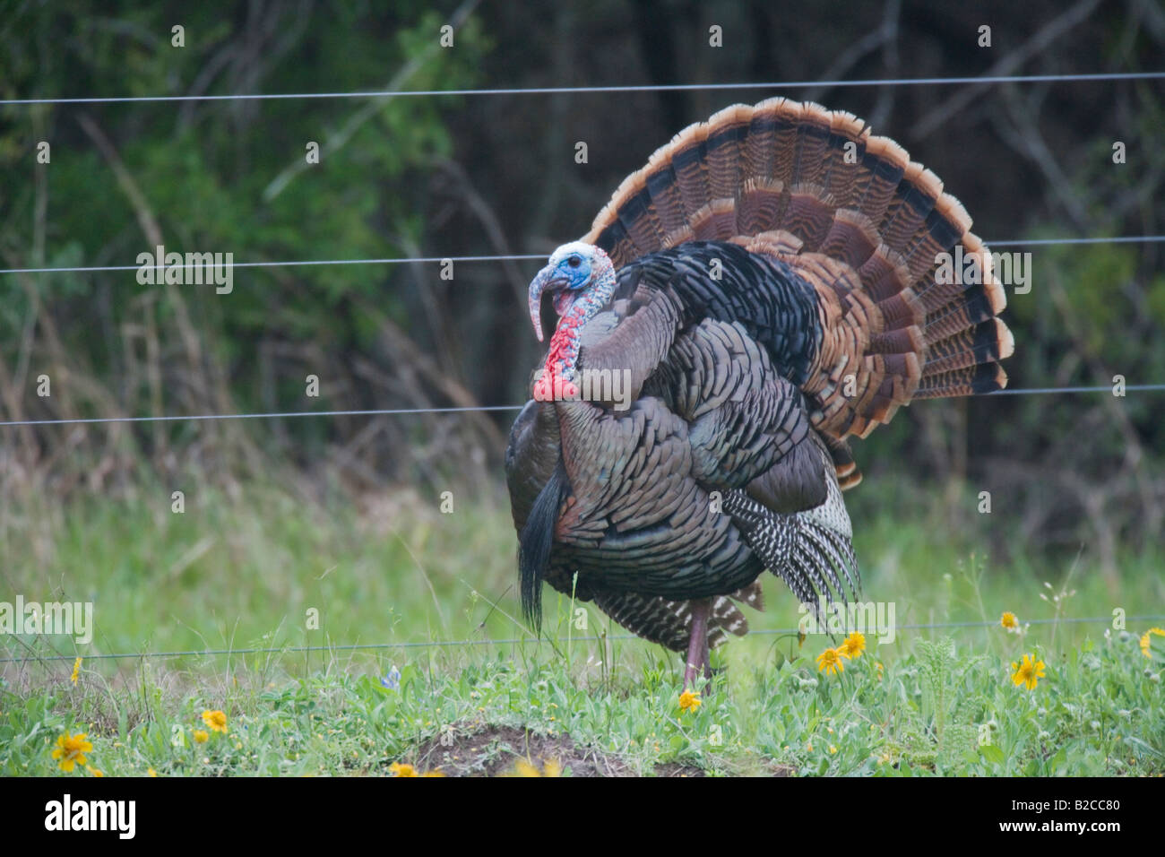 Wilder Truthahn Stockfoto