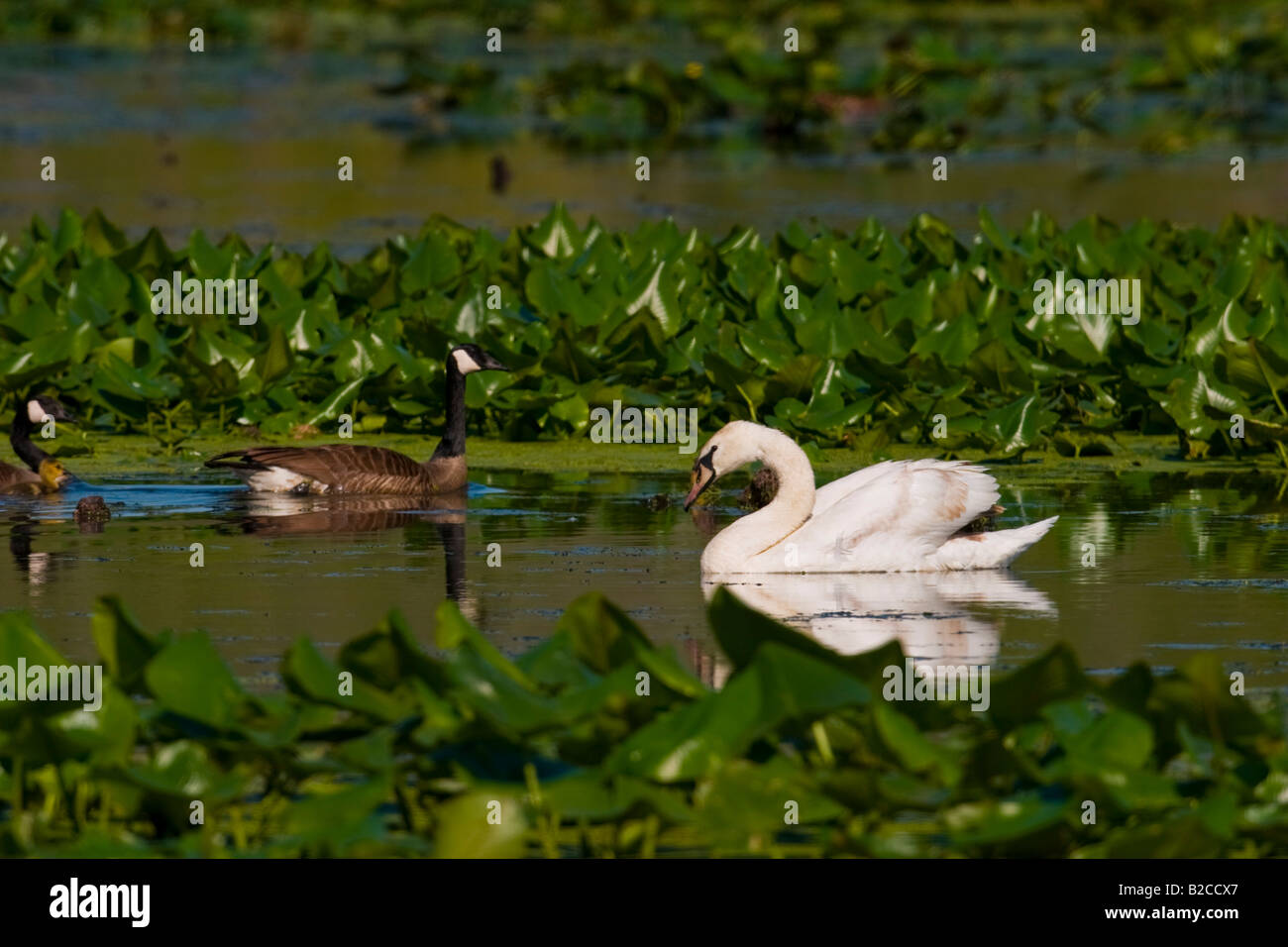 Höckerschwan (Cygnus Olor) Stockfoto