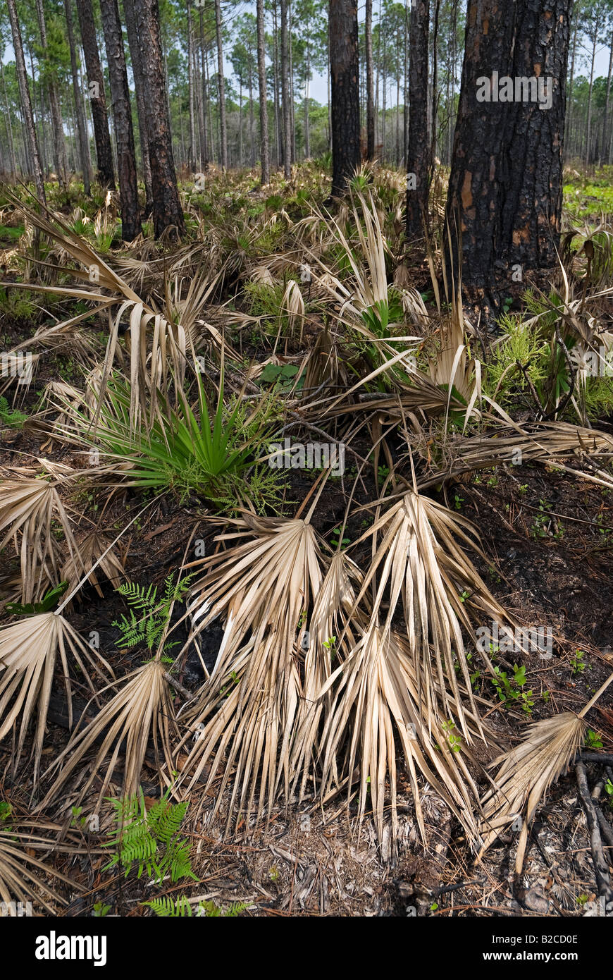 Feuer verwüsteten Longleaf Pine Wald und Sägepalme Unterwuchs North Florida Stockfoto