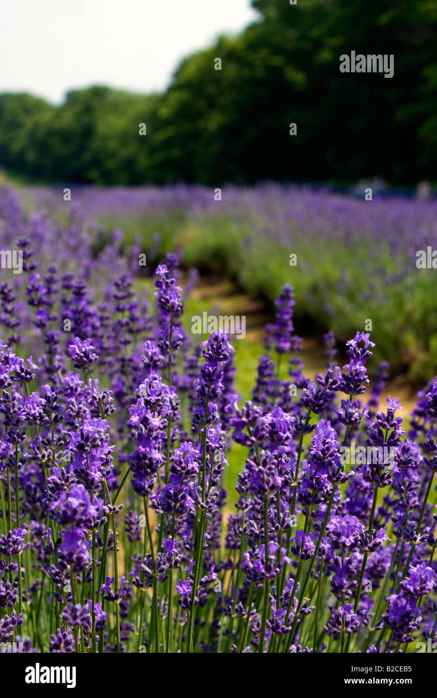 Bleu Lavande Lavendel Bauernhof Pflanzen Quebec Stockfoto
