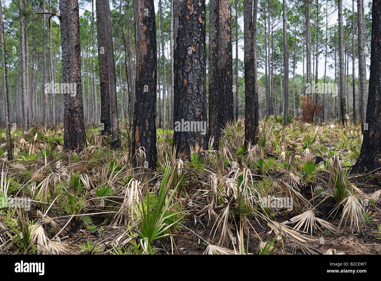 Feuer verwüsteten Longleaf Pine Wald und Sägepalme Unterwuchs North Florida Stockfoto