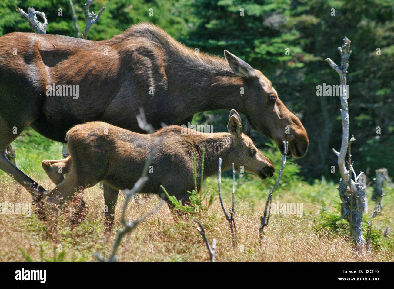 Baby Elch Kalb, mit Mutter, Cape Breton Highlands, Kanada Stockfoto