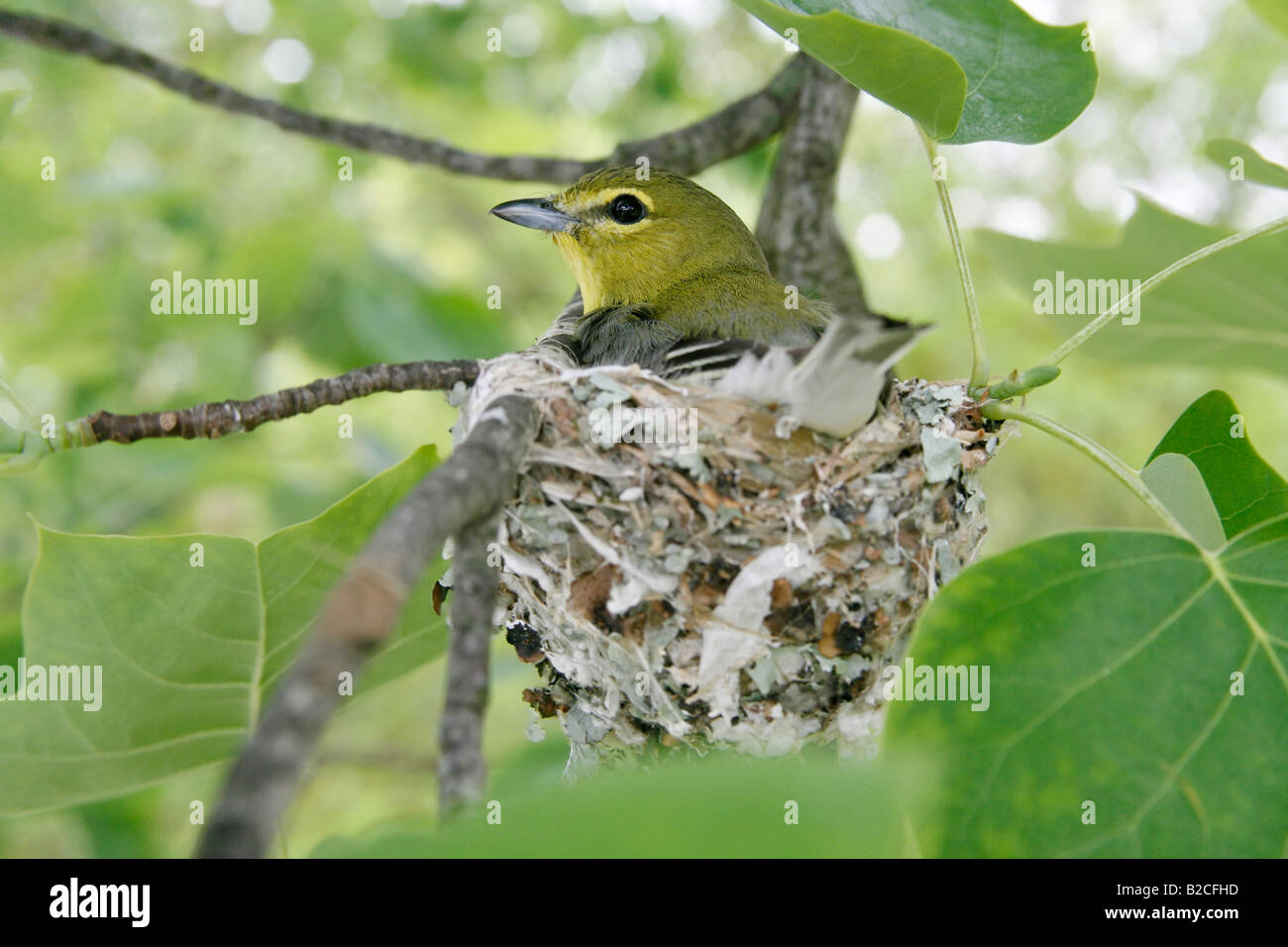 Yellow throated Vireo auf Nest in Tulpenbaum Stockfoto