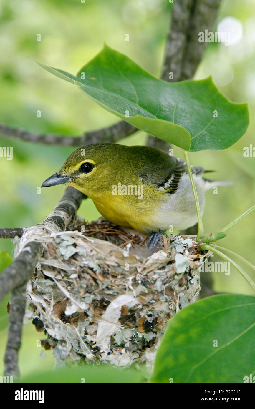 Yellow throated Vireo am Nest in vertikalen Tulpenbaum Stockfoto