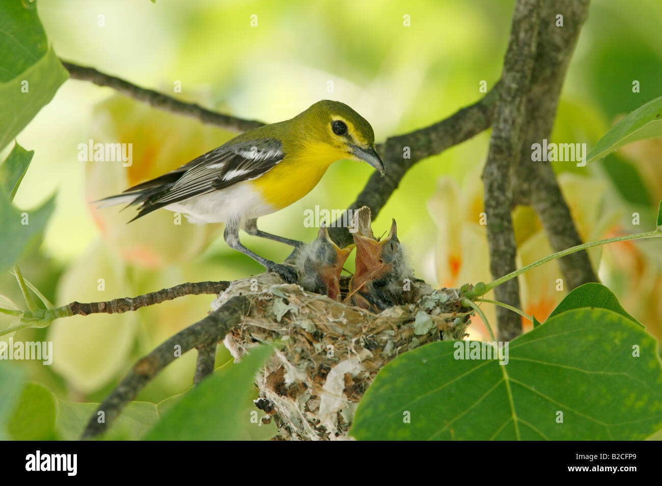 Yellow throated Vireo am Nest in Tulpenbaum Stockfoto