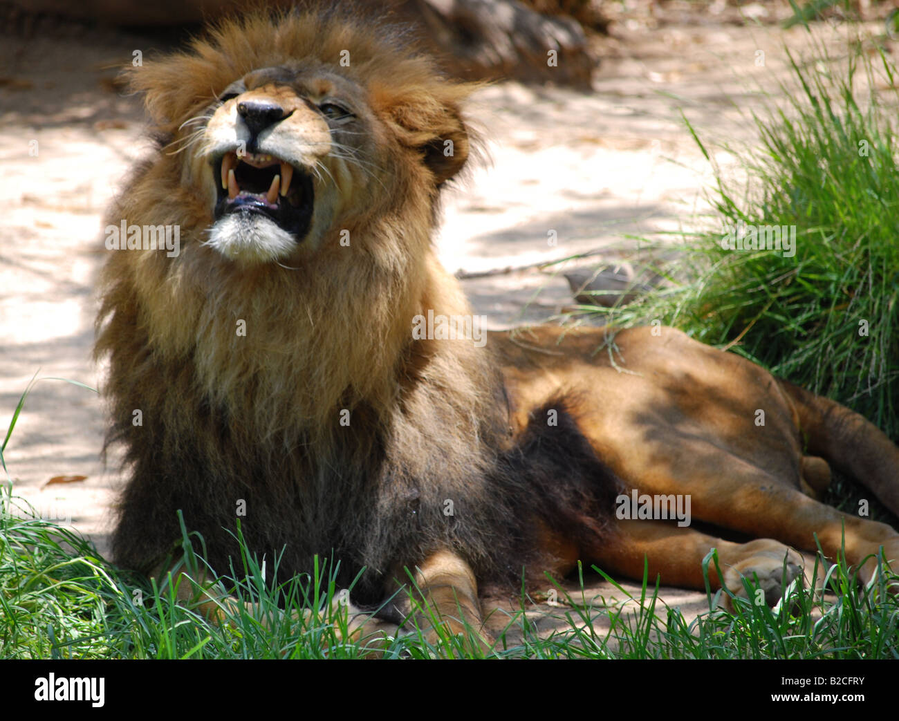 Knurrend männlicher Löwe (Panthera Leo) Stockfoto