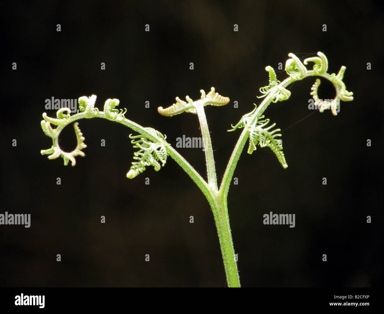 Uncurling Tipps von bracken Wedel erstellen Sie ein symmetrisches Muster im Frühjahr Stockfoto