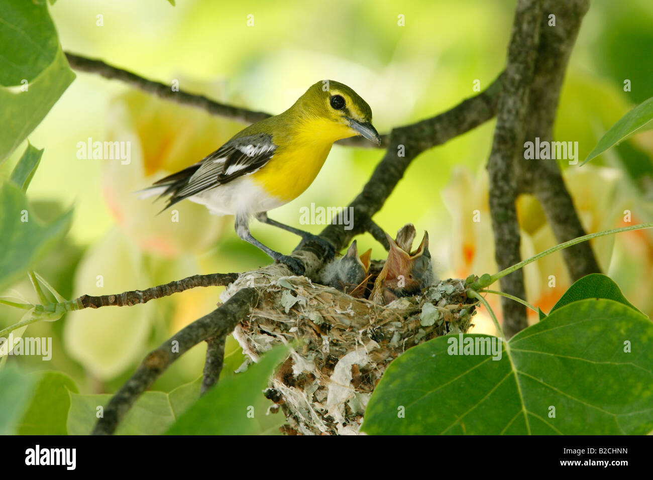 Yellow throated Vireo am Nest in Tulpenbaum Stockfoto