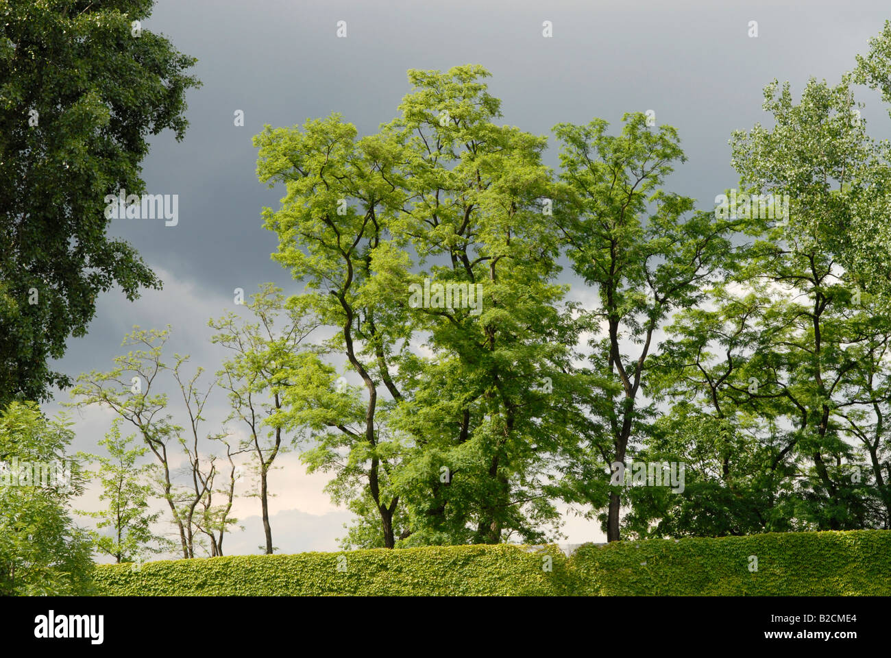 Bäume im Frühling Stockfoto