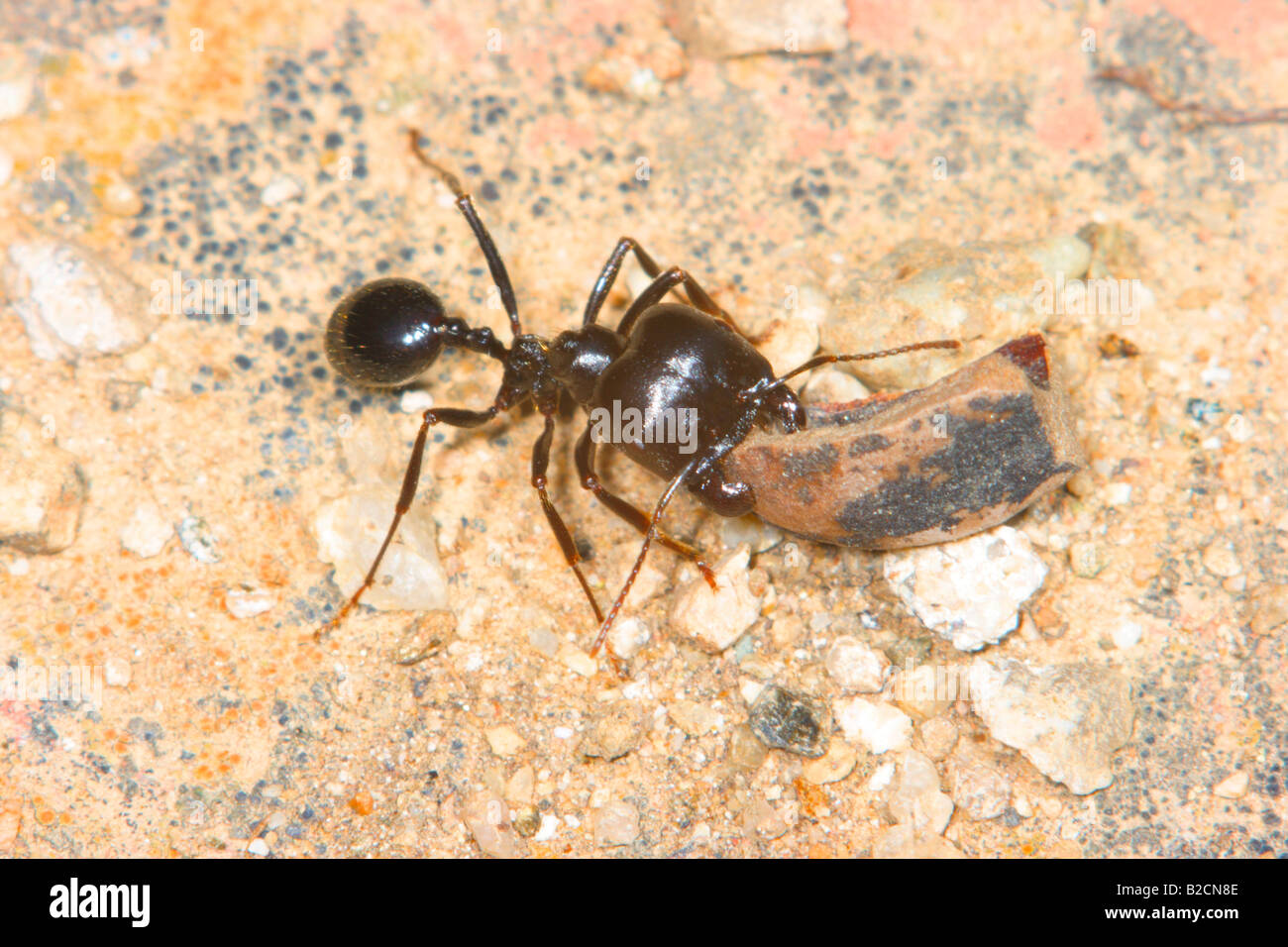 Europäische Erntemaschinen Ant, Messor barbarus. Durchführung Holz zu reinigen Ameisenhaufen Stockfoto