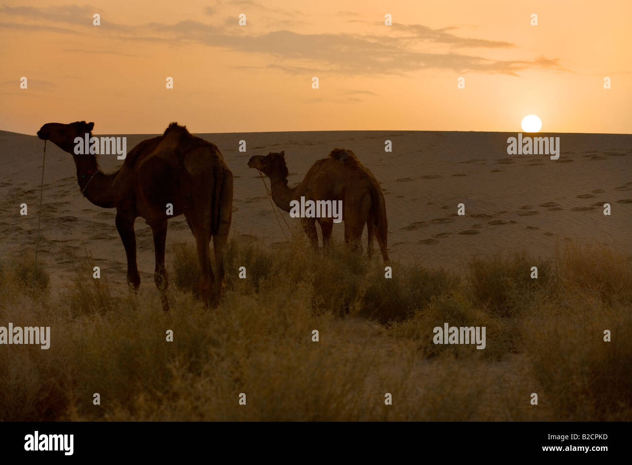 Kamele Camelus Bactrianus scheinen gerne den Sonnenuntergang in der THAR-Wüste in der Nähe von JAISALMER RAJASTHAN Indien Stockfoto