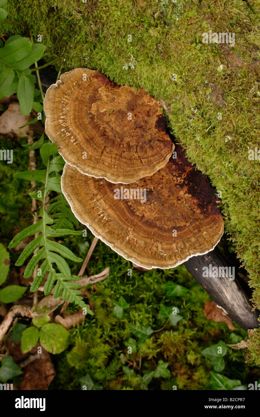 Errötende Halterung Pilze Daedaleopsis Confragosa auf Weide UK Stockfoto