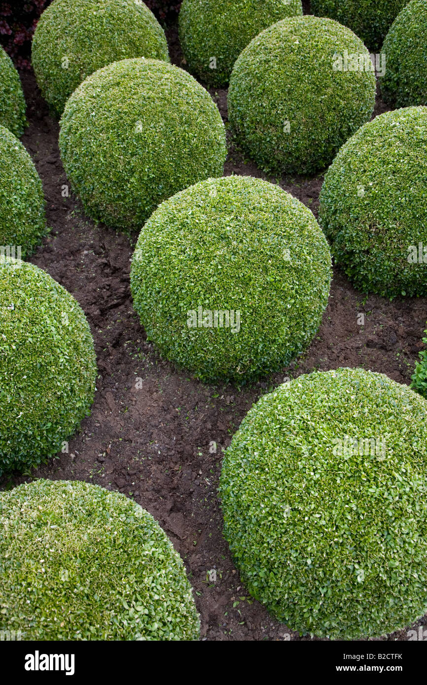 Formschnitt Globen in Norfolk Garten Stockfoto