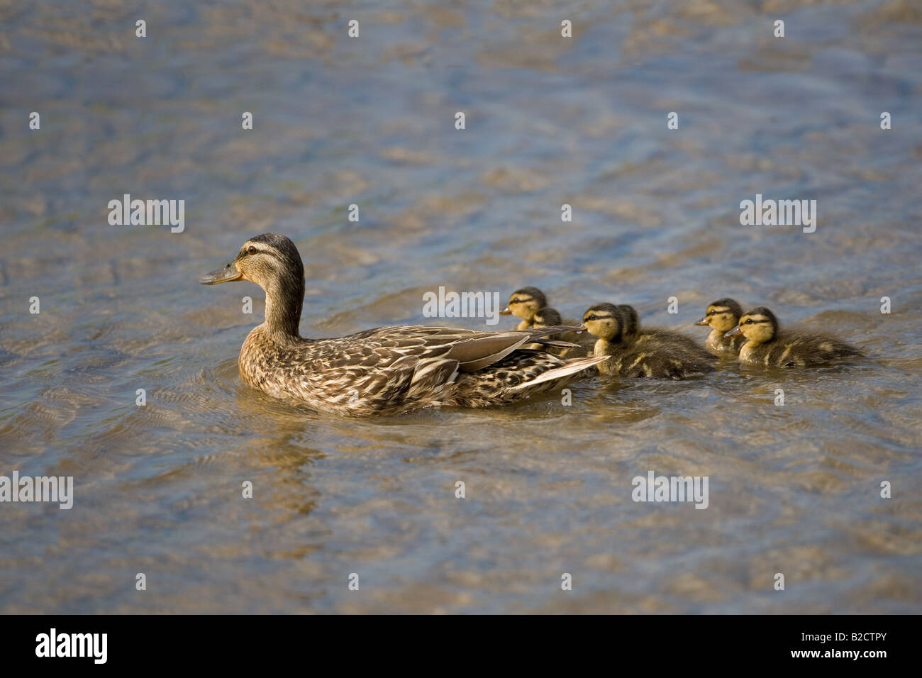 Stockente Anas Platyrhynchos Ente neu geschlüpften Brut Stockfoto