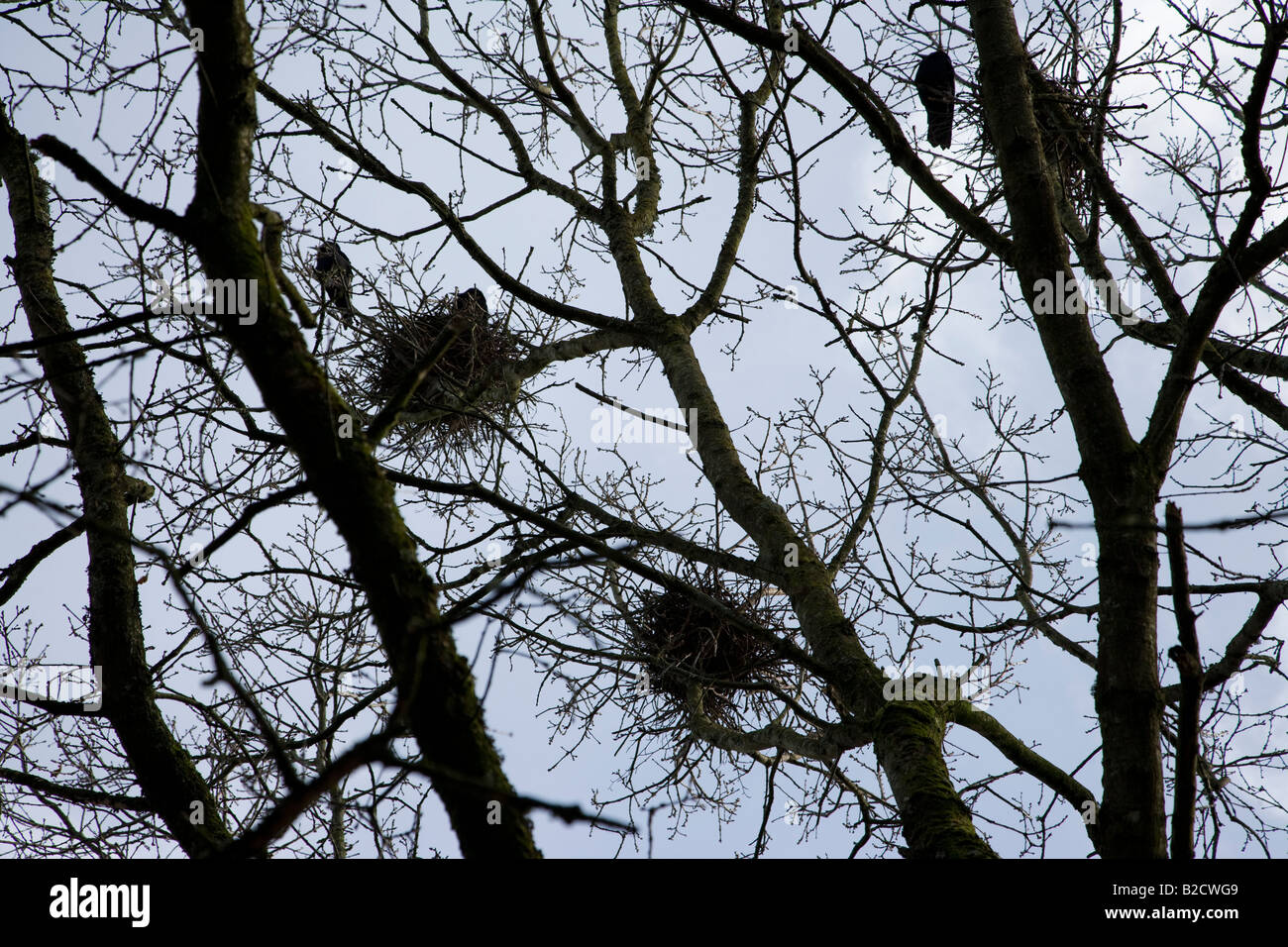 Krähen-Nester in Äste eines Baumes, Irland Stockfoto