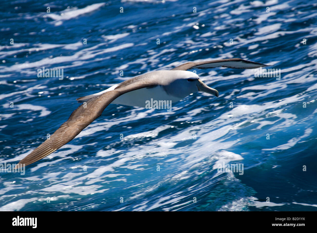 Salvin die Albatros oder Mollymawk, Südpolarmeer, Thalassarche Salvini, in der Nähe der Küste Neuseelands, Südpolarmeer. Stockfoto