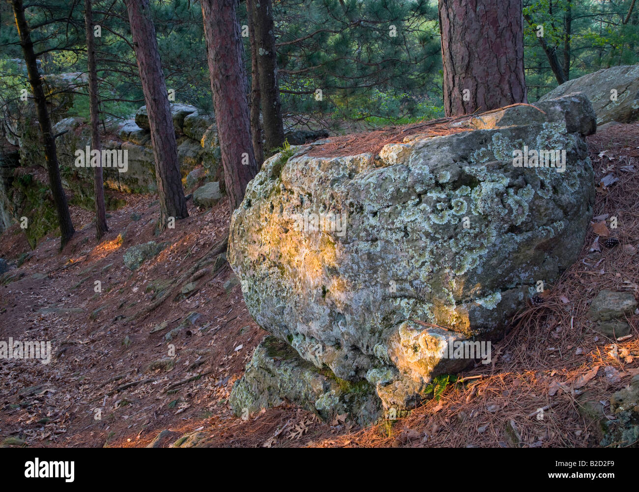 Rock im Nadelbaum Wald, Schloss Mound Pine Forest State Natural Area, Black River State Forest, Wisconsin Stockfoto