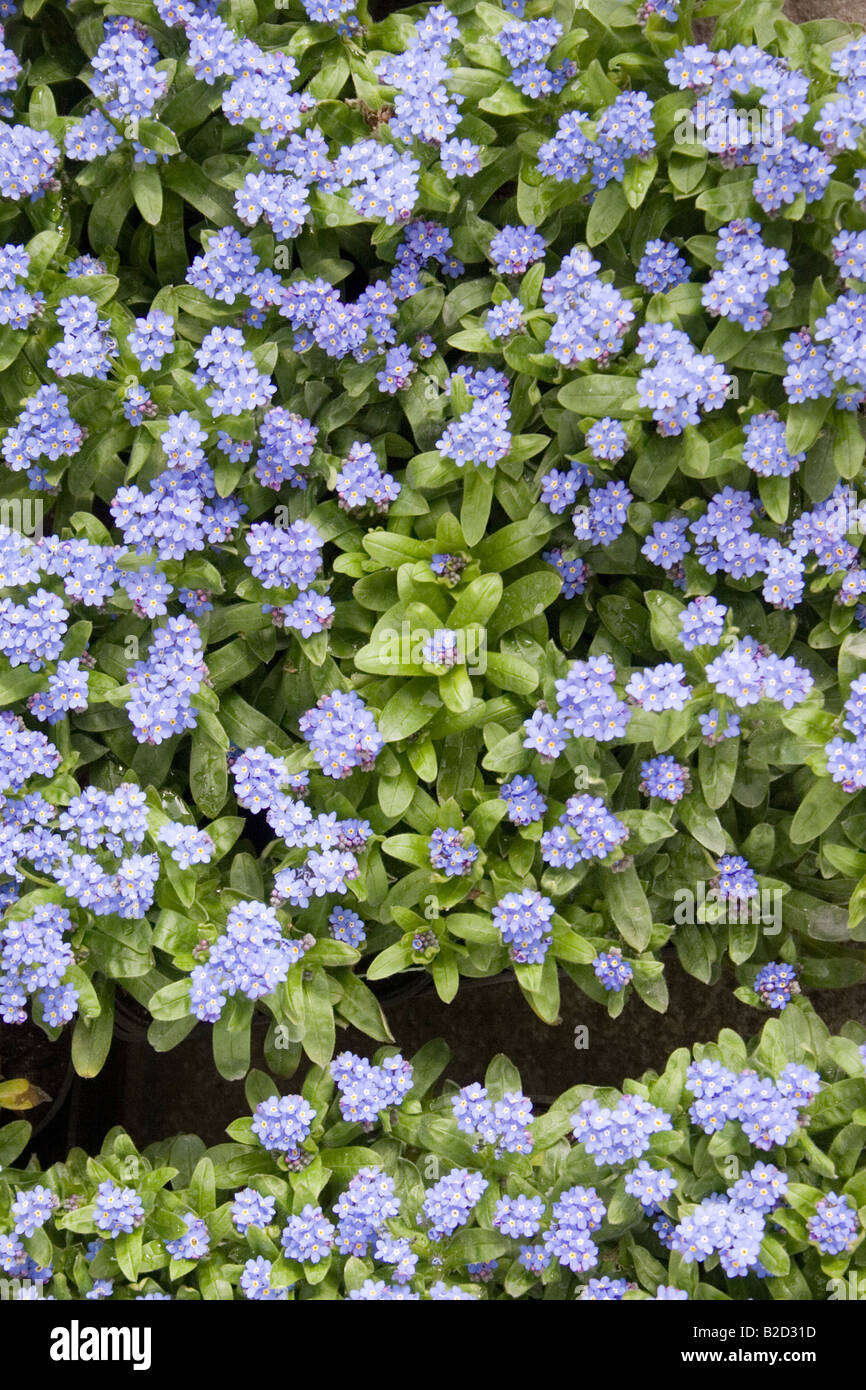 Myosotis, Vergißmeinnnicht. (Myosotis Alpestris) Hellblau, ziemlich Haufen. Hochformat, 60429 Myosotis Stockfoto