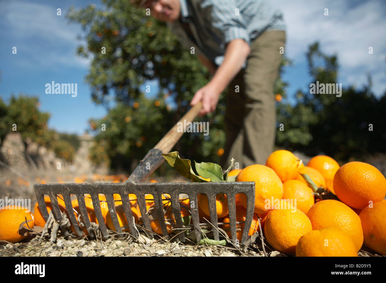 Landwirt Rechen Orangen auf Boden, Nahaufnahme, Oberfläche Sicht Stockfoto