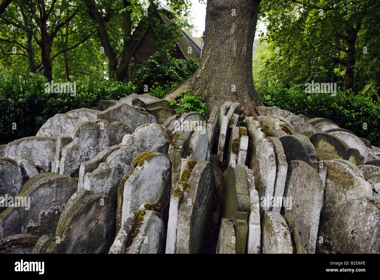 Robuster Baum, St Pancras Kirchhof, London Stockfoto