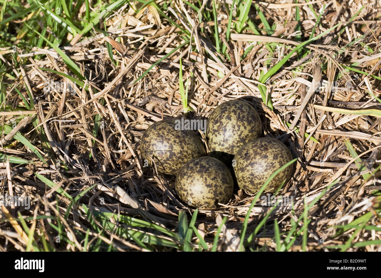 Nest und Eier von Spur geflügeltem Pfuffer, auch bekannt als maskierter Kiebitz, Vanellus Miles. Vier Eier im Nest Stockfoto
